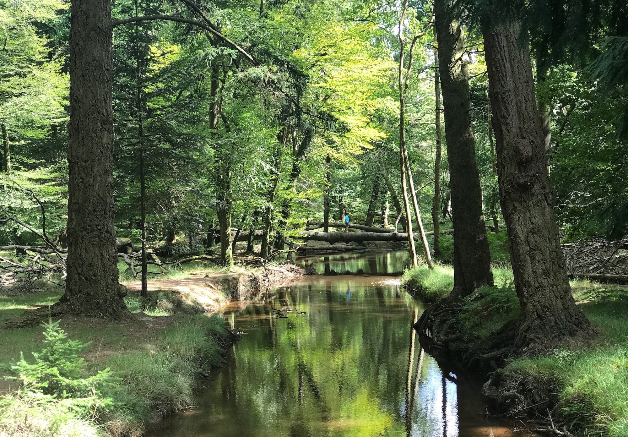 Boy walking across stream. The New Forest, UK.jpeg