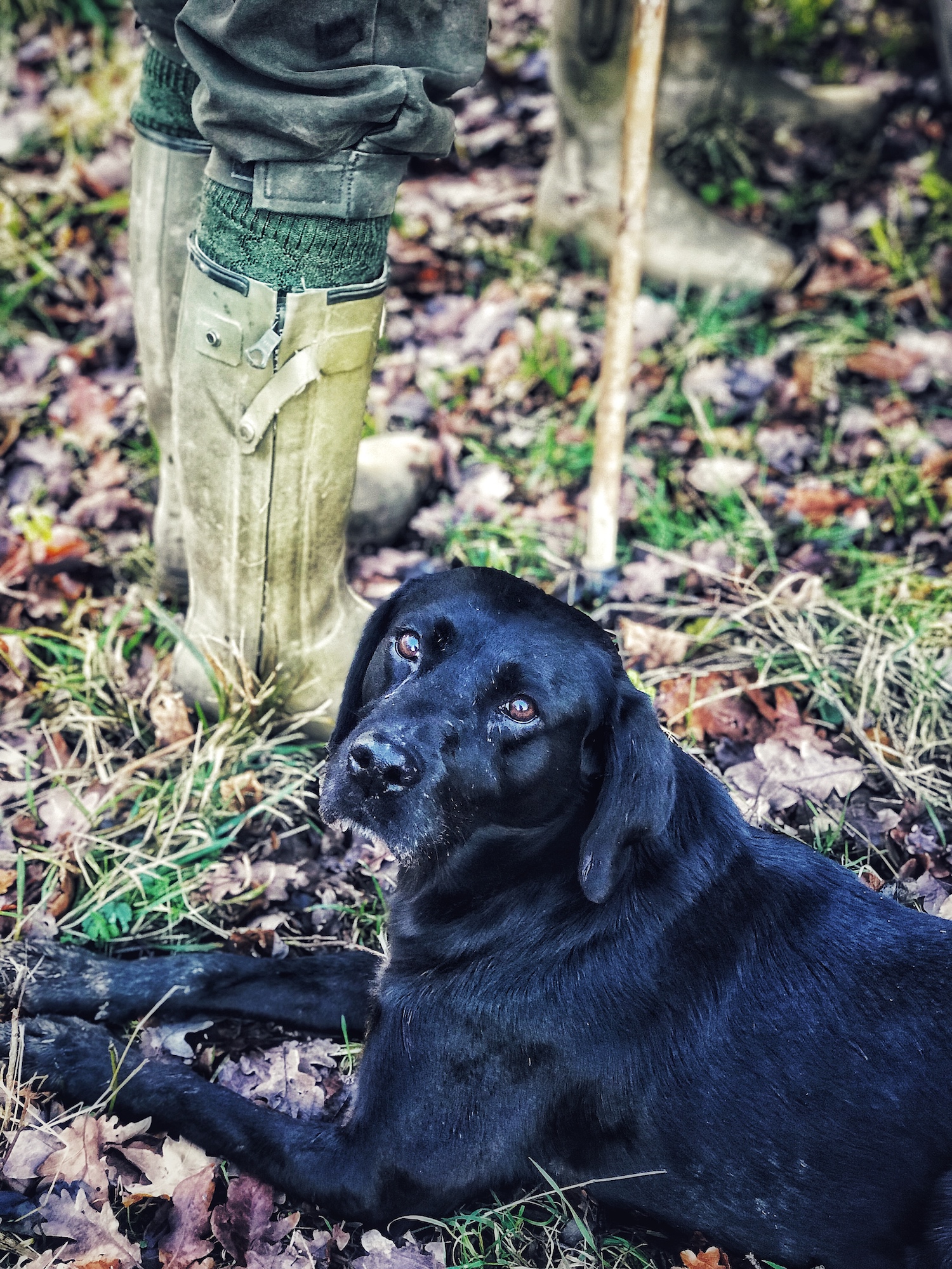 A Gun Dog.jpeg
