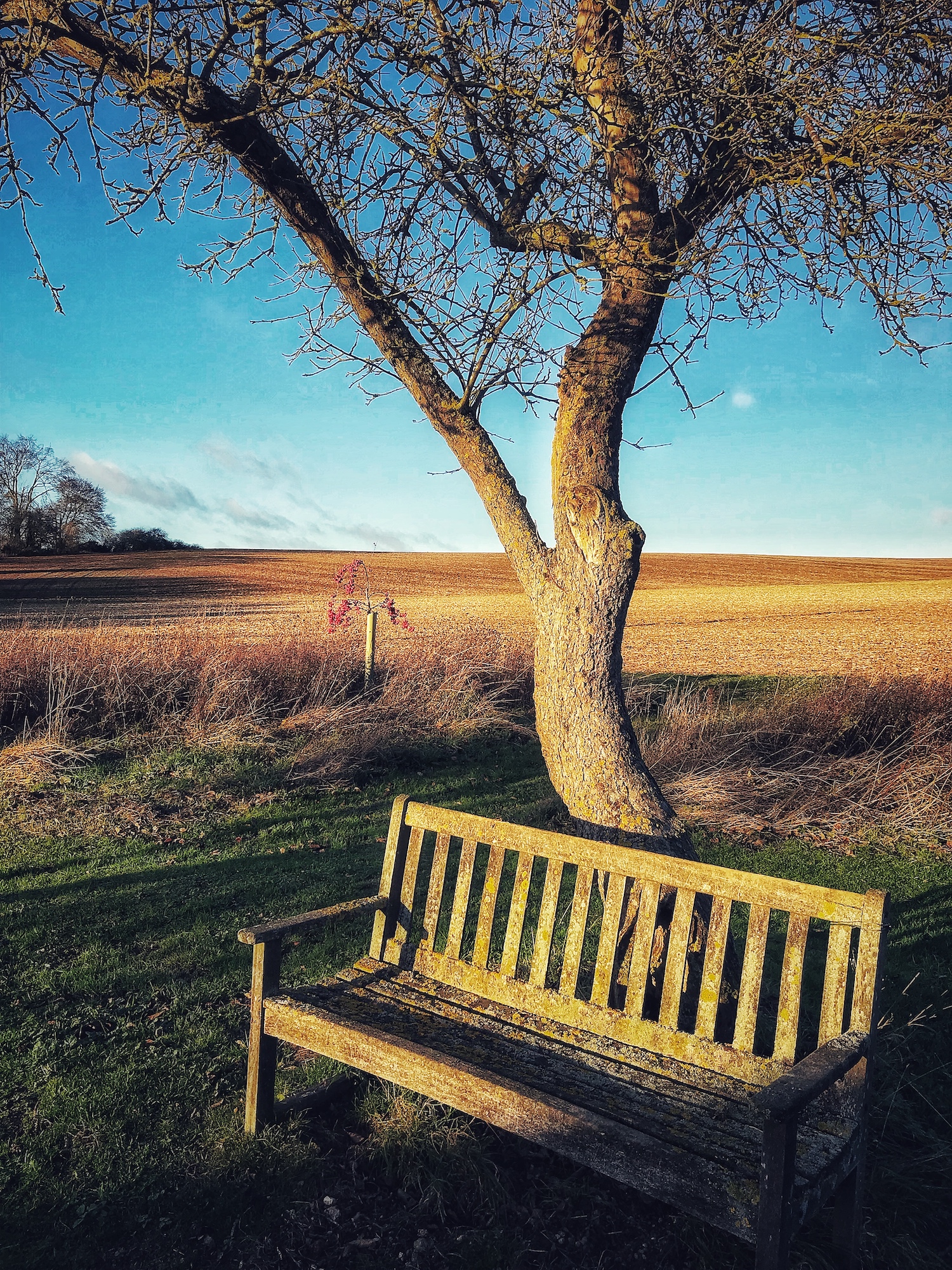 The Bench on The Estate.jpeg