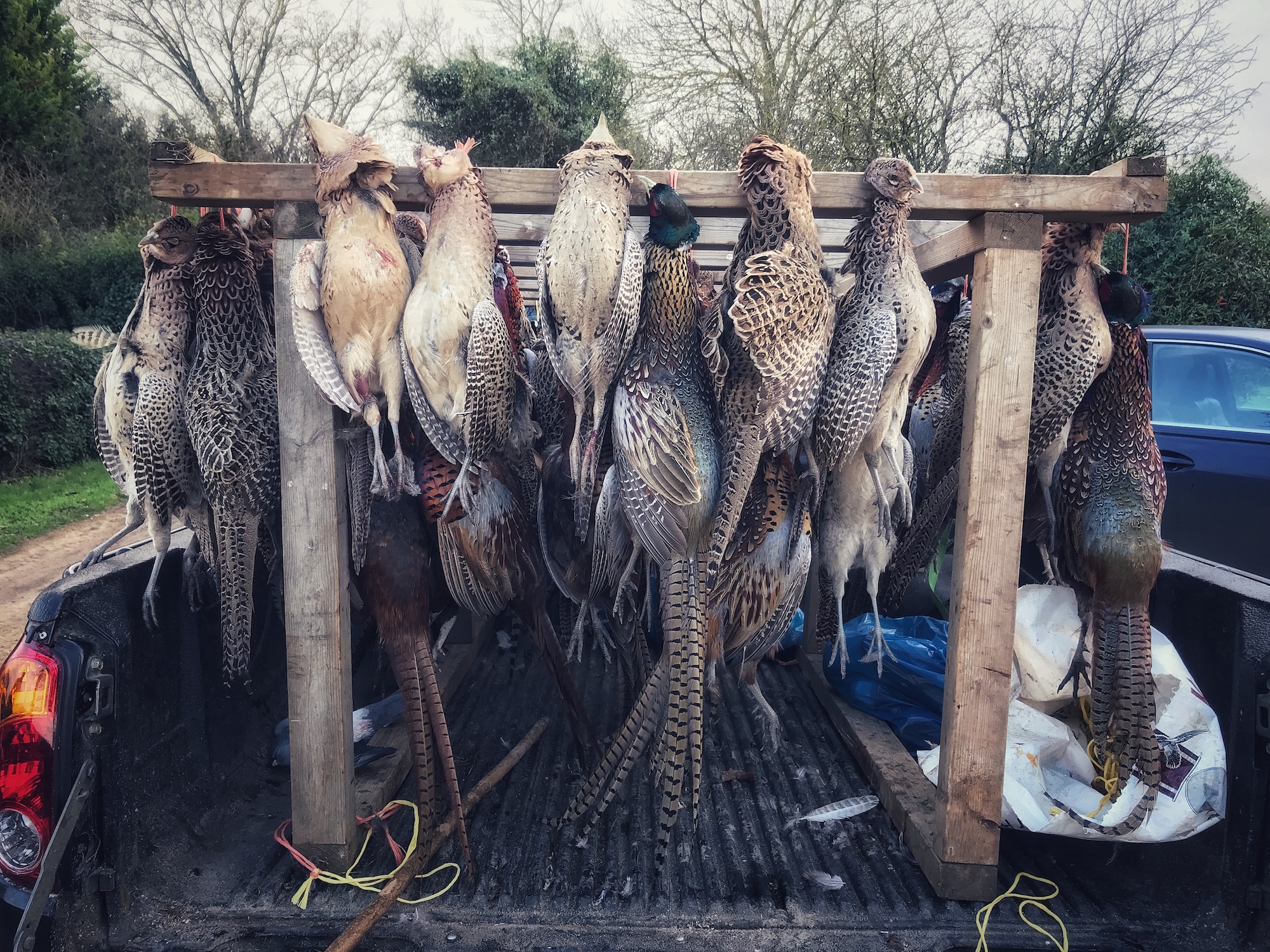 Pheasants on Truck.jpeg