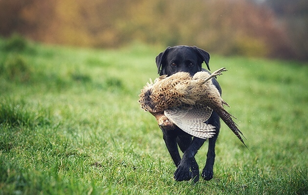 Dog with Pheasant.jpeg