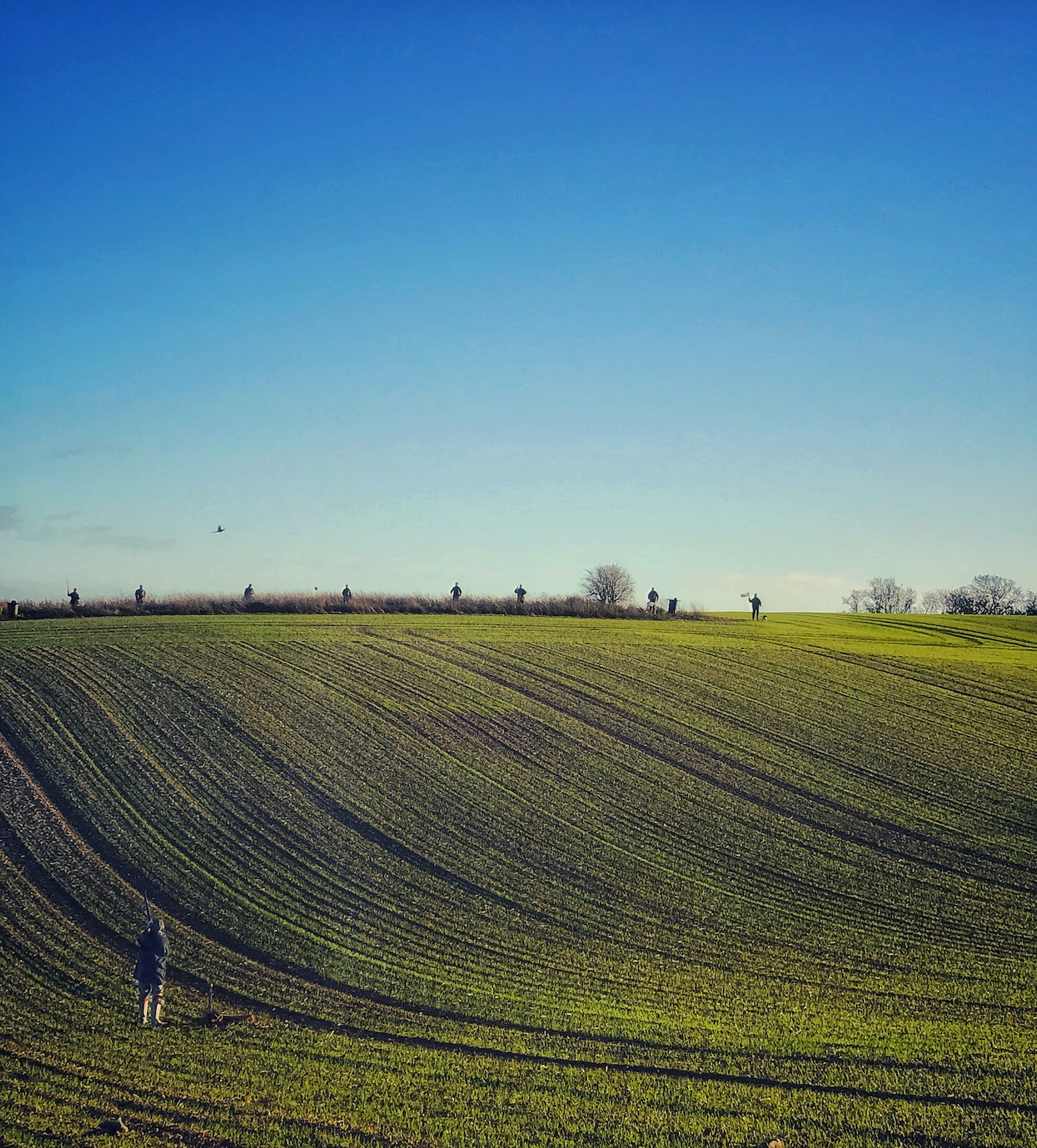 A line of beaters moving the birds up into the sky.