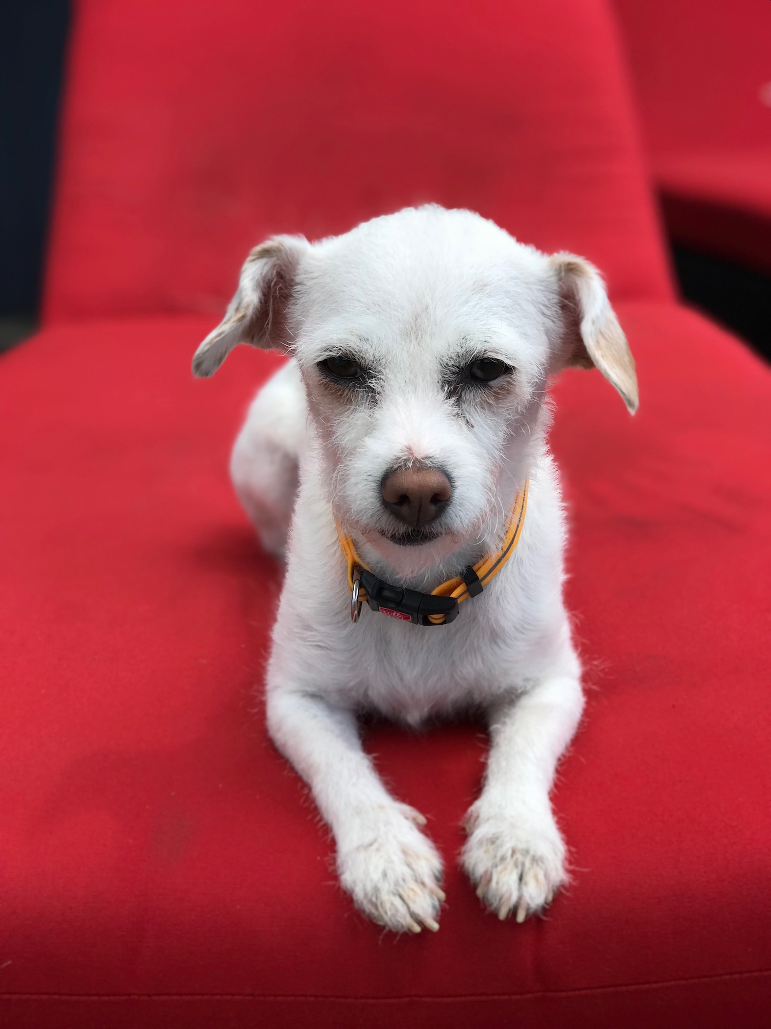 Cody On Red chair.jpeg