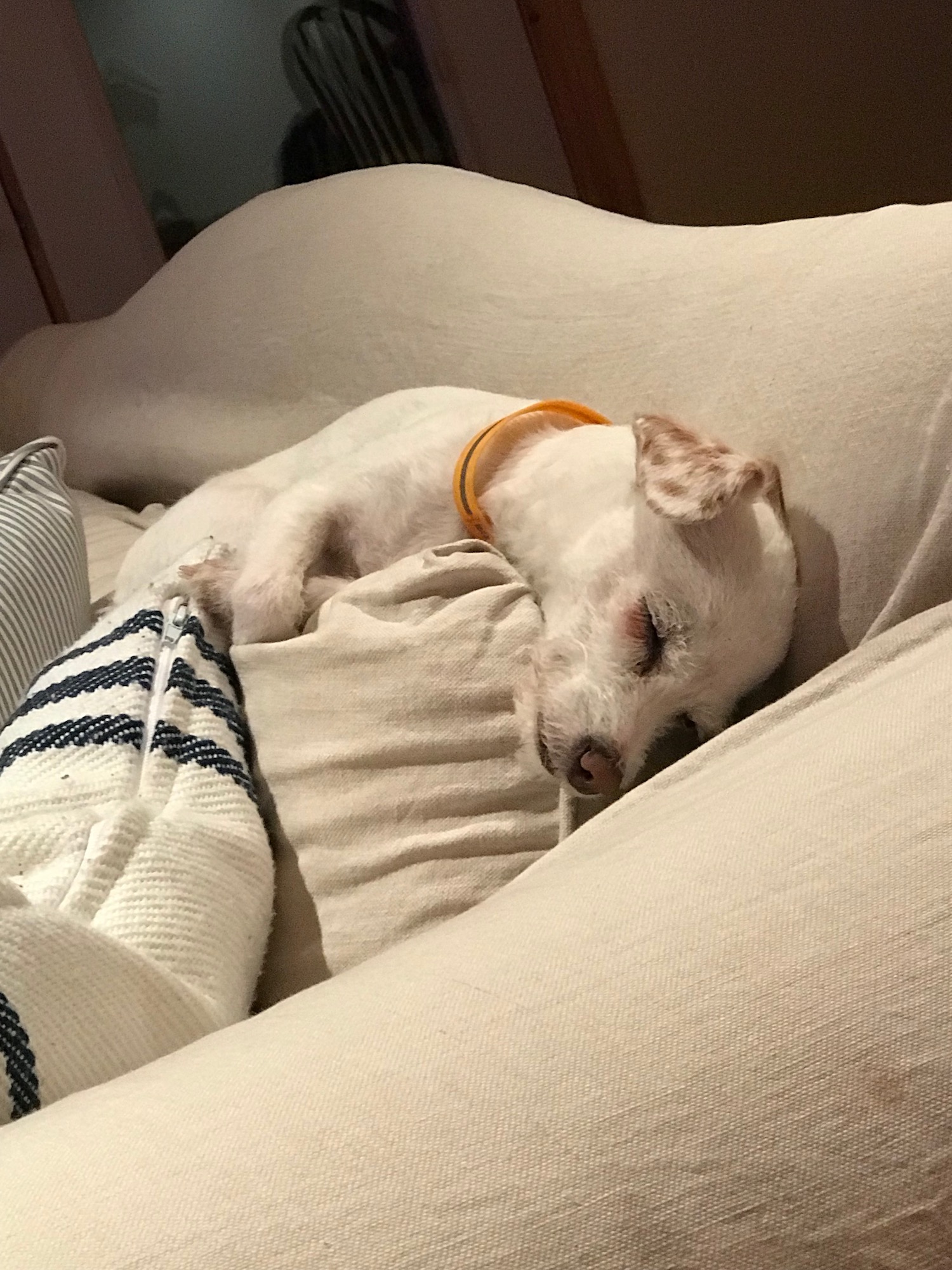 Cody Sleeping on Sofa.jpeg