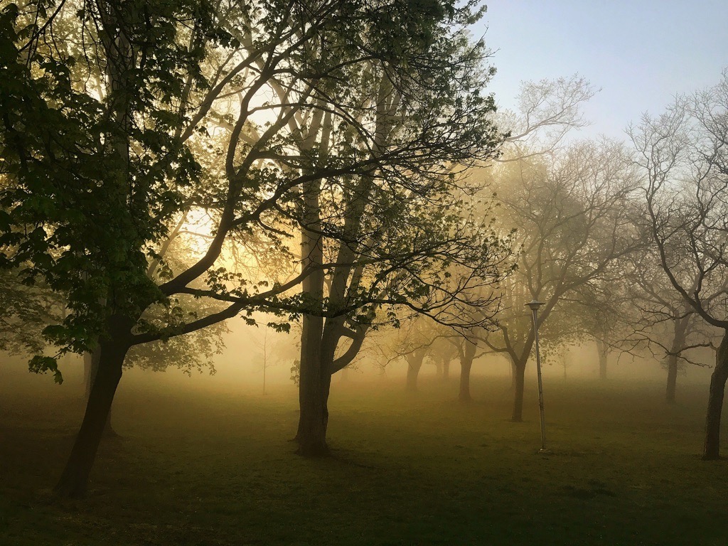 Chorley Park, Rosedale at dawn.
