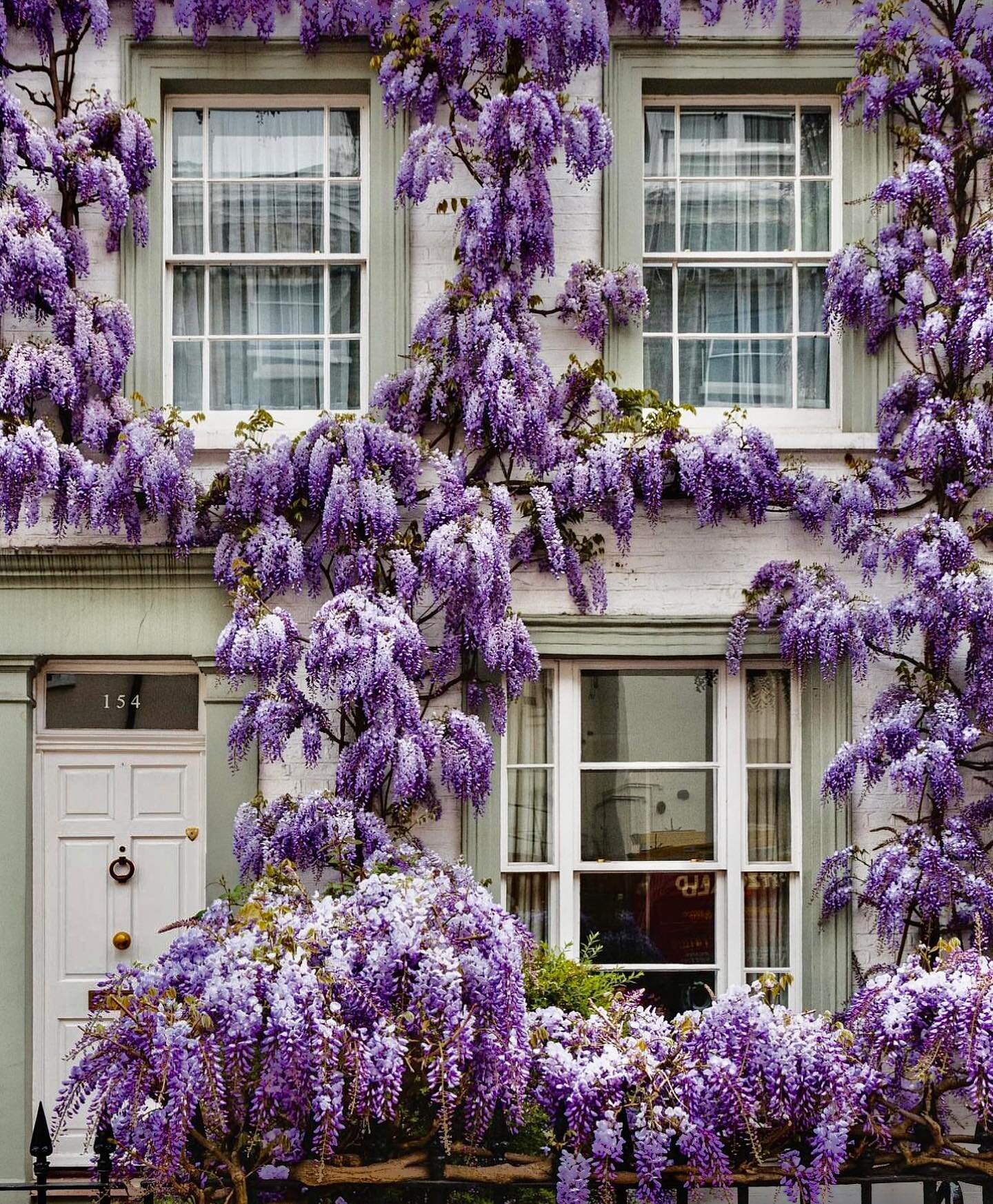 Without a doubt, the most beautiful, fragrant time to visit London. 
#abroadinlondon #wisteria #prettycitylondon #springtime #thisislondon #nottinghill #wisteriahysteria #londonlife #londonstreets