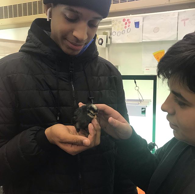 We interrupt this regularly scheduled art time to introduce the newest addition to the classroom! Two baby chicks have hatched! In addition to taking care of bees and harvesting honey, my students have been nurturing these eggs just waiting to meet t