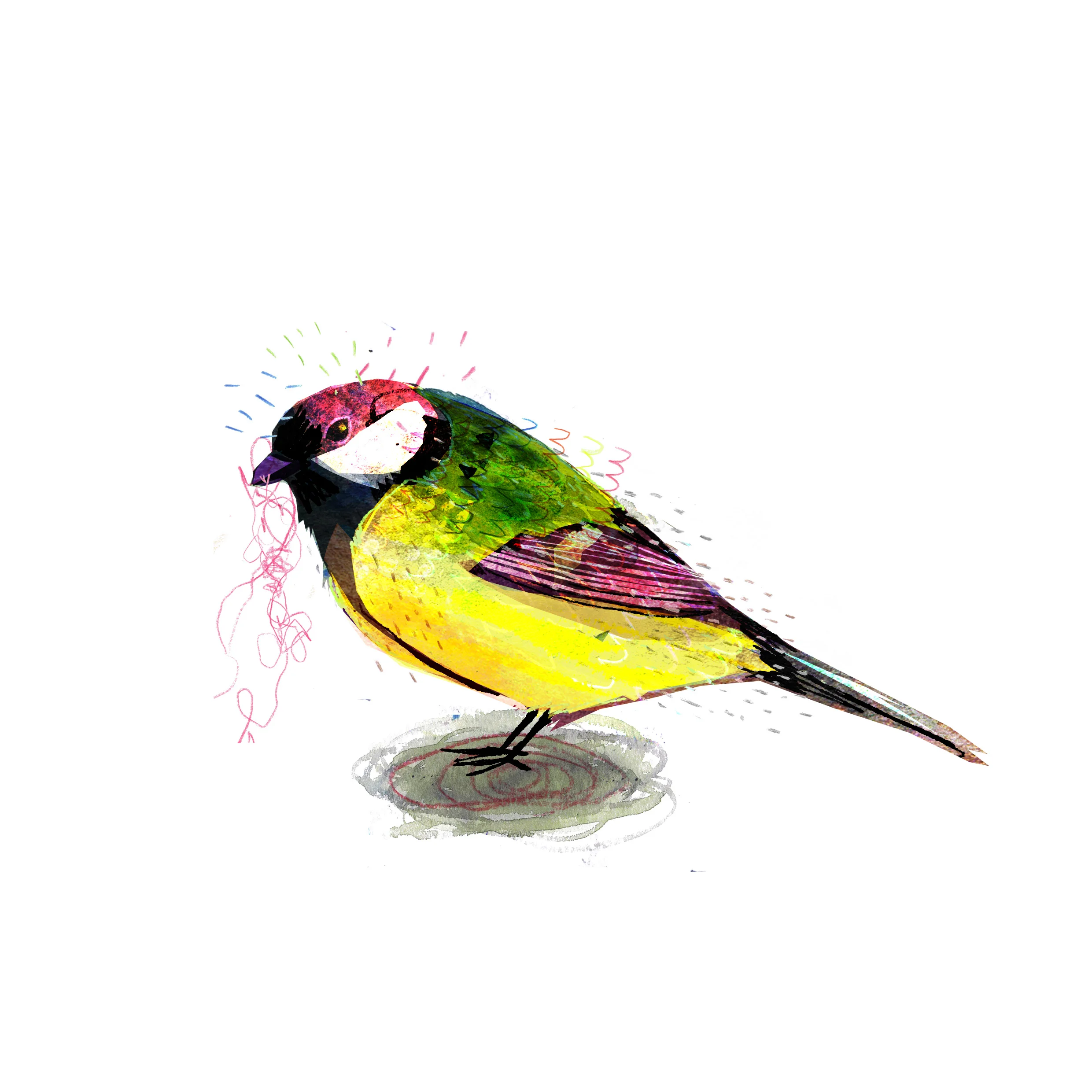 great tit.jpg