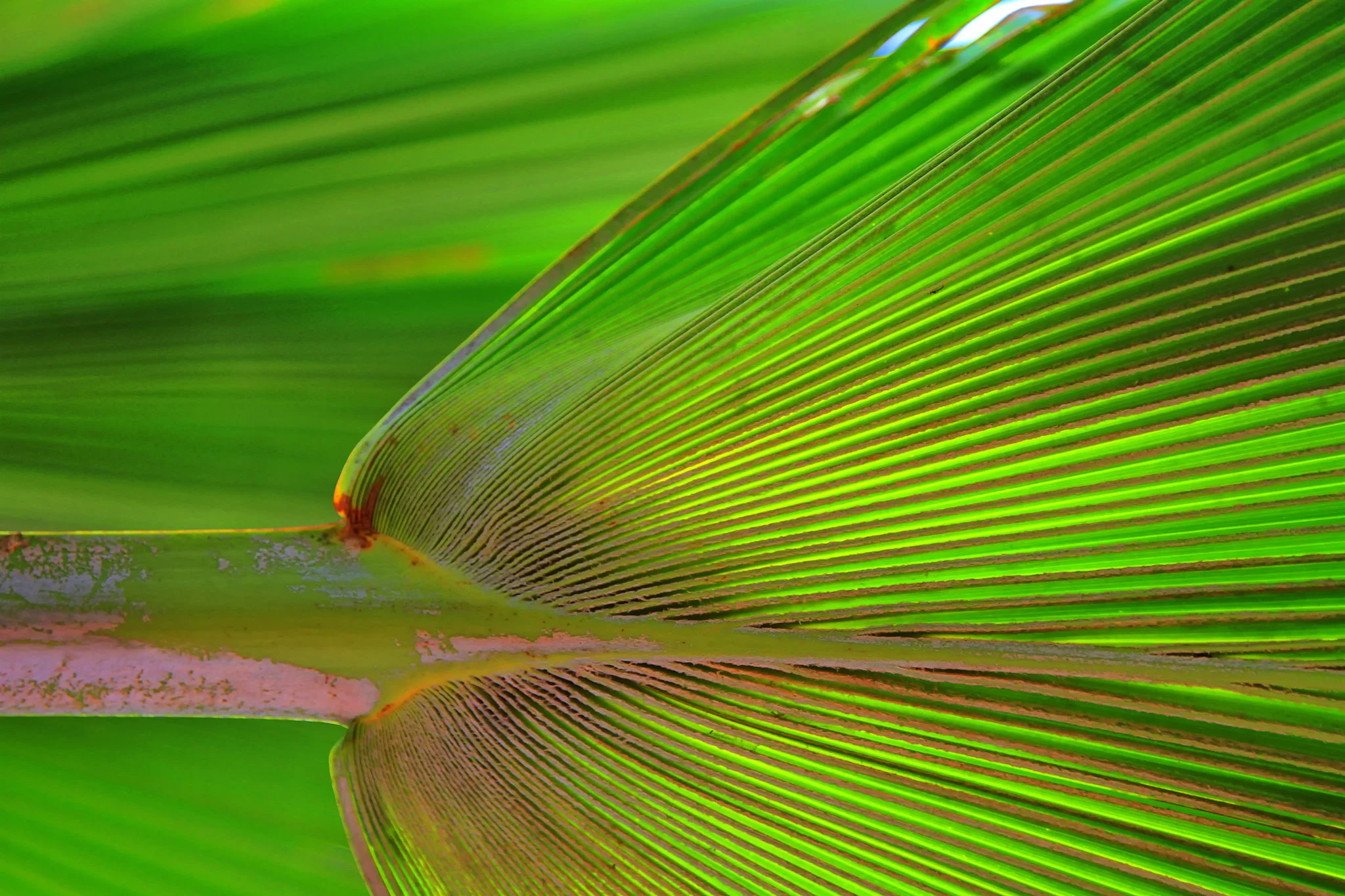 hawaii-palm-leaf.jpg