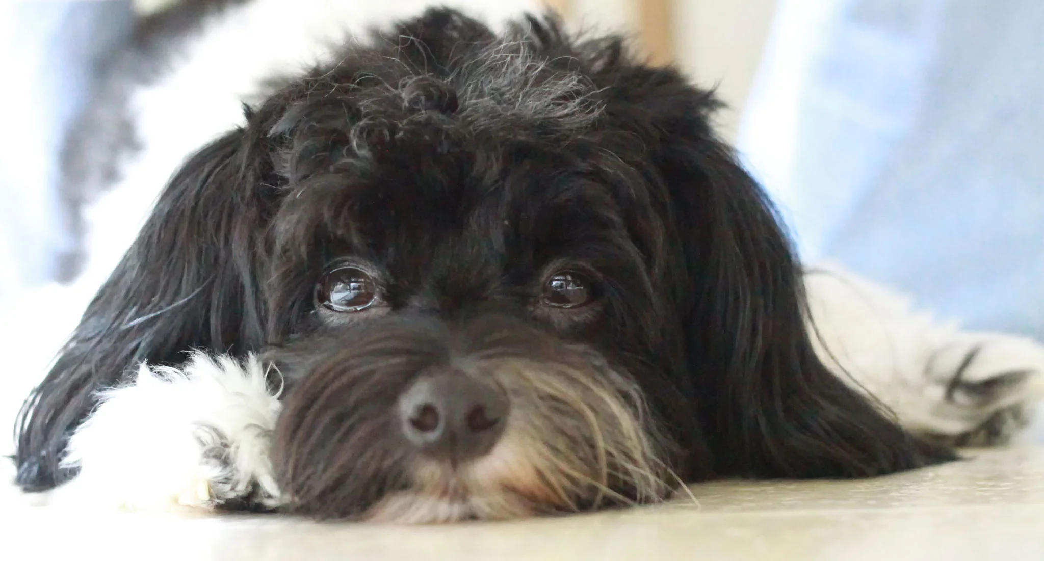 havanese-seal-pup.jpg