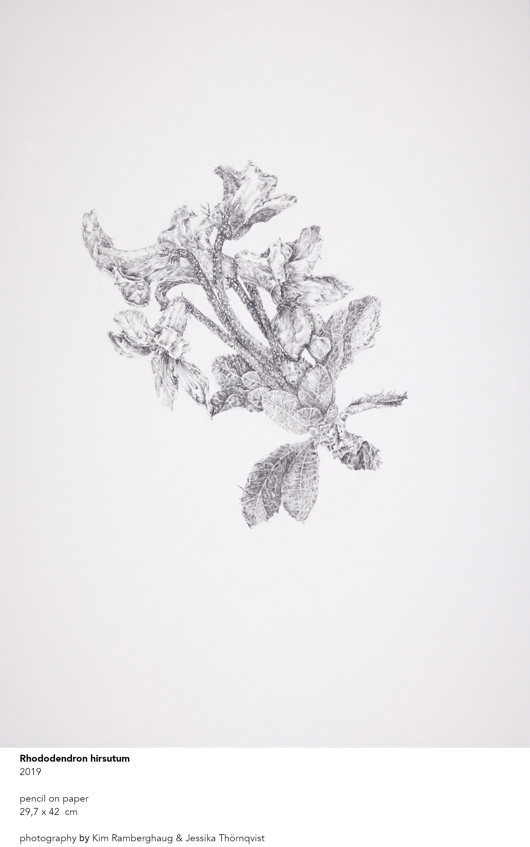 RhododendronHirsutumWEB-kopi1.jpg