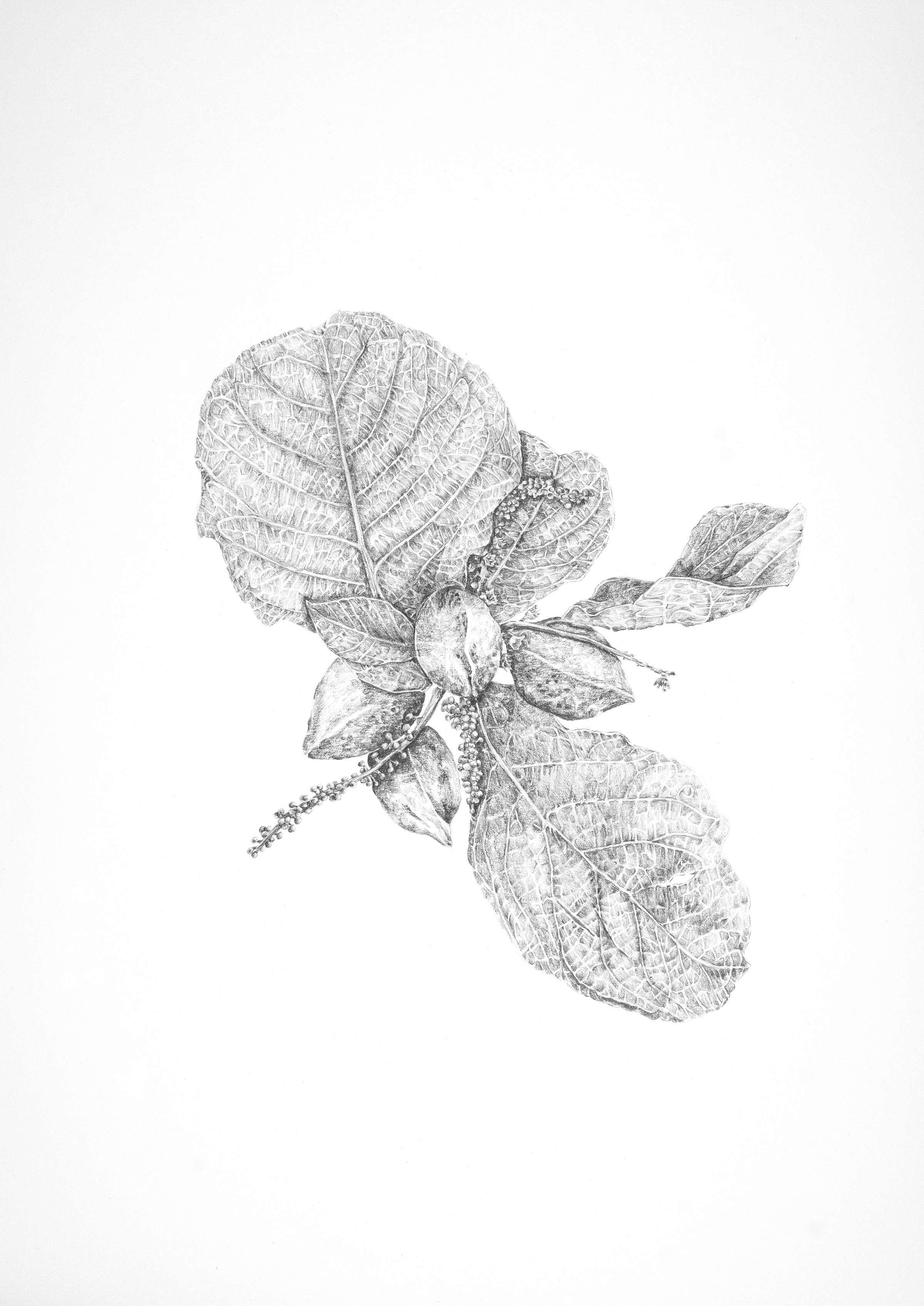 Prunus dulcis