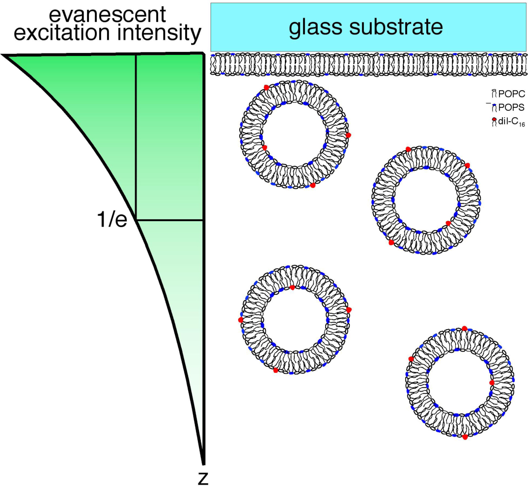 Evanescent excitation (or total internal reflection) is used to selectively excite fluorophores that are within 100 nm of a surface. We combine evanescent excitation with imaging and fluorescence correlation spectroscopy to measure interactions that model those occurring in endocytosis and exocytosis.