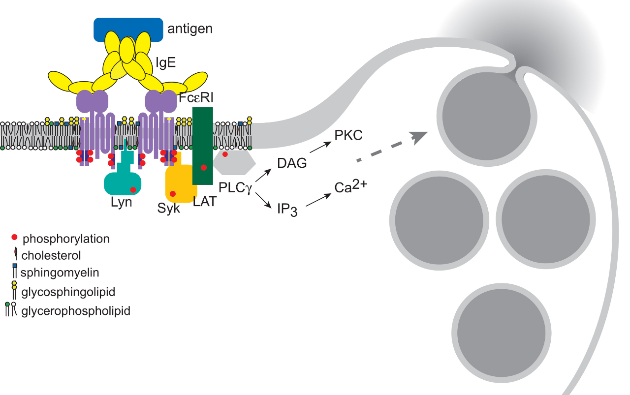 Crosslinking of the high affinity receptor for IgE with multivalent antigen stimulates the allergic response in mast cells and basophils. This initial event is facilitated by interactions of the receptor with specialized cholesterol-rich membrane domains. The final step in this process is the exocytotic release of histamine-containing granules.