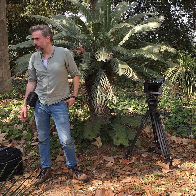 #losangelespalms#palms#directorofphotography#@remkoschnorr#trees#35mmaatonpenelope# @camtec_mpc#fotokem#reelgoodfilm#thecohens#windmillfilm