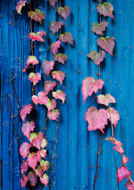 Vines_on_a_shed