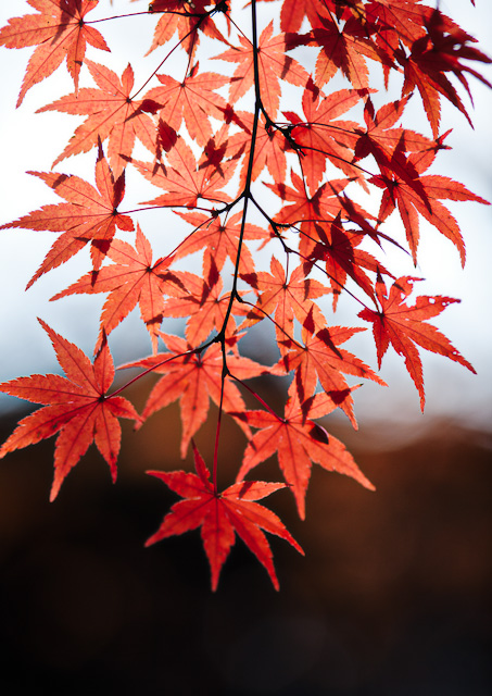 Yoyogi