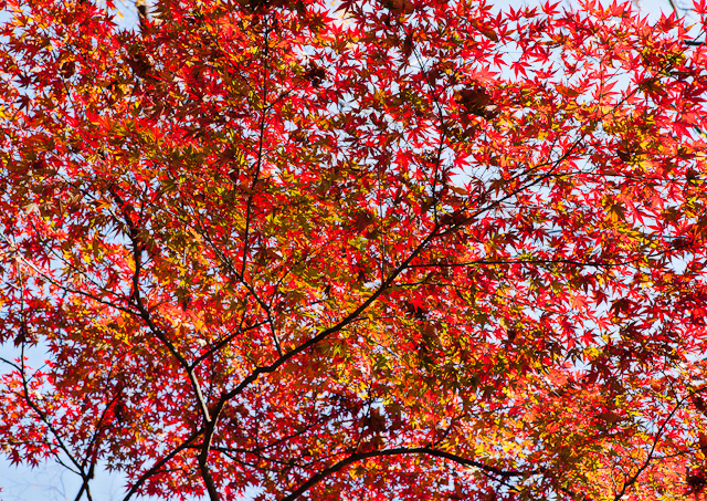 Yoyogi_5