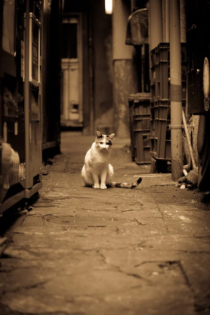 Cat_in_alley