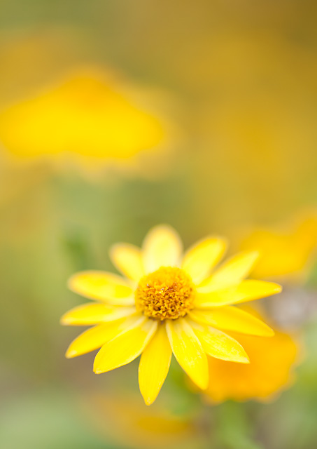 Flower_2