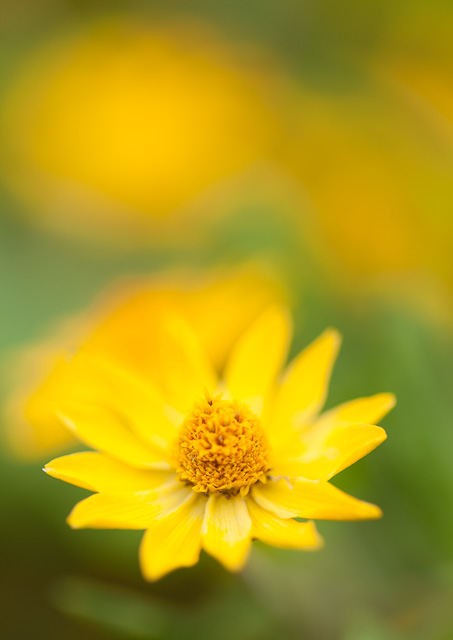 Flower_3
