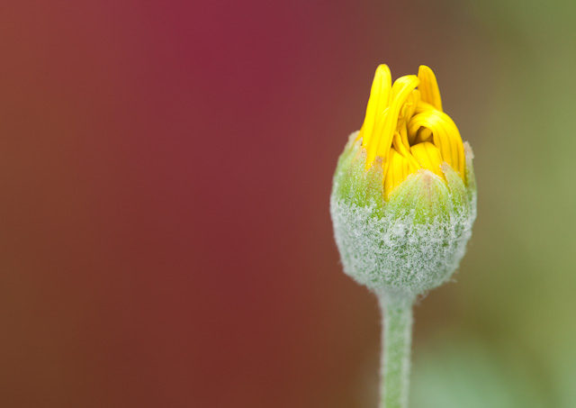 Flower_5