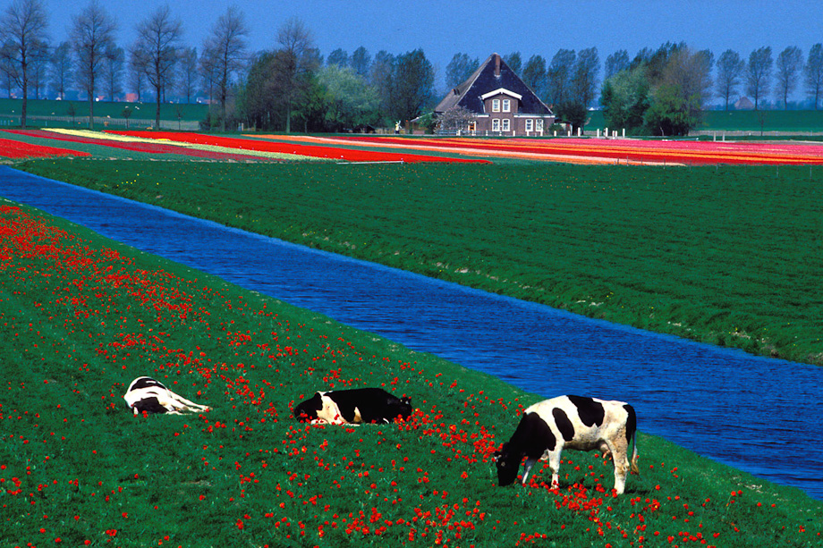 Cows by Bryan Peterson