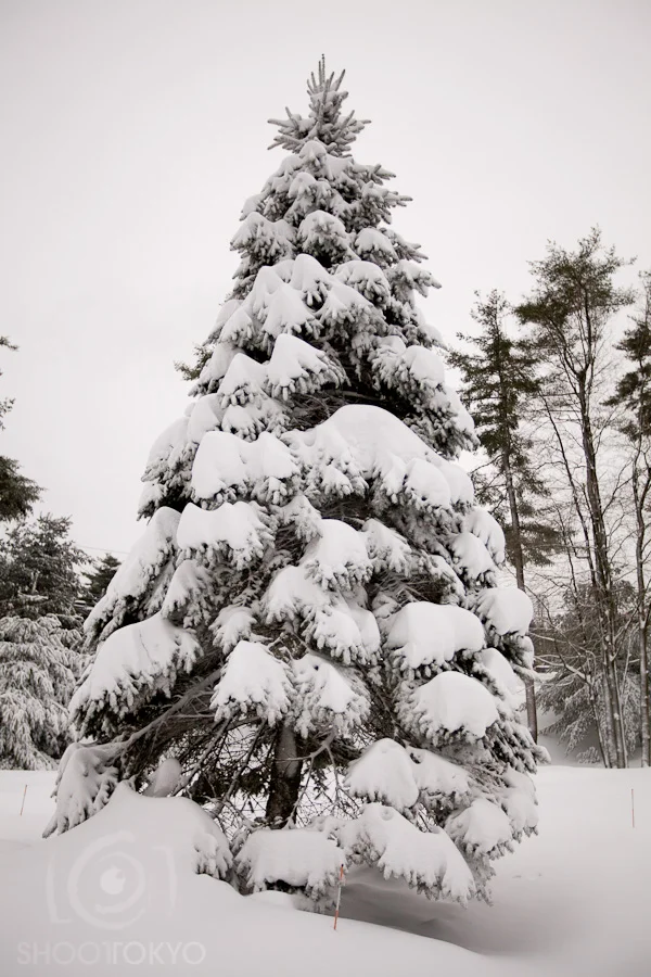 Good_Morning_Snow_7