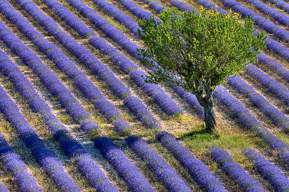 Lavender by Bryan Peterson