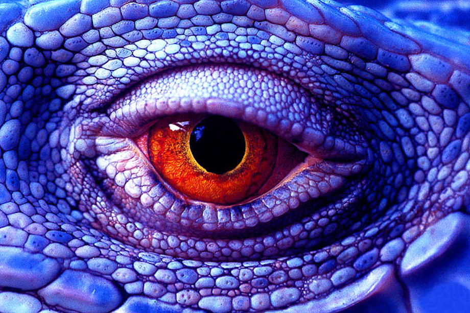 Lizzard's Eye by Bryan Peterson