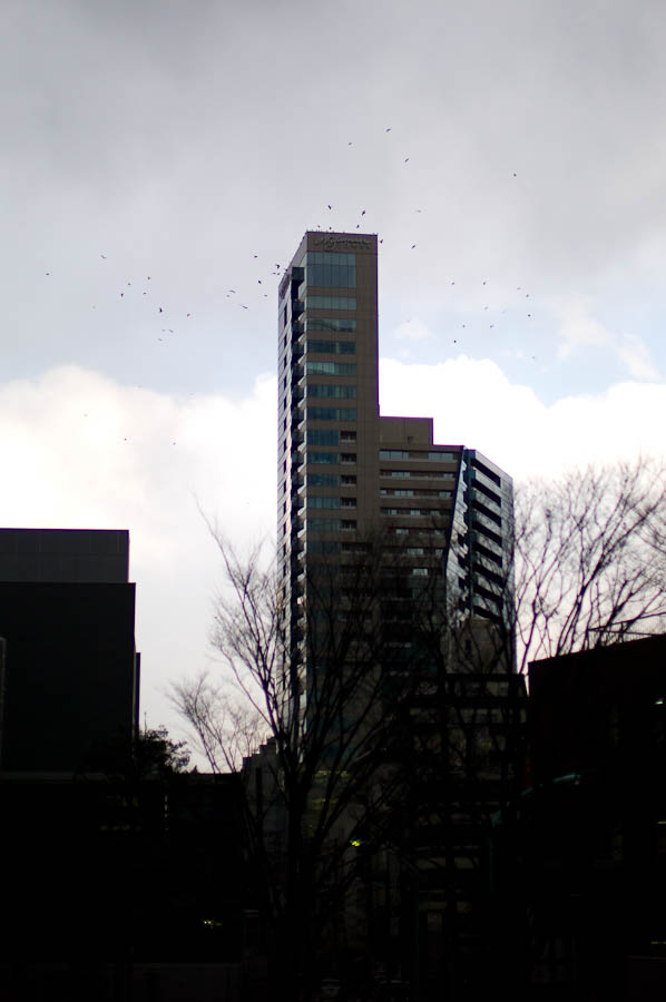 Birds flying off of a building after the aftershocks of Tokyo Earthquake 2011