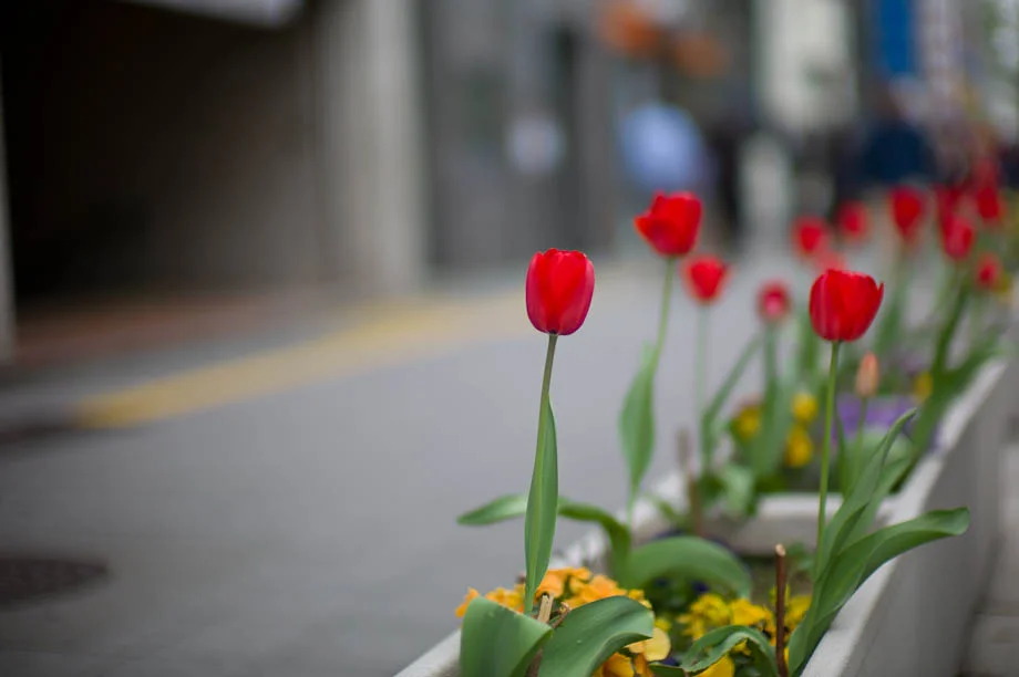 Tulips in Tokyo, Japan