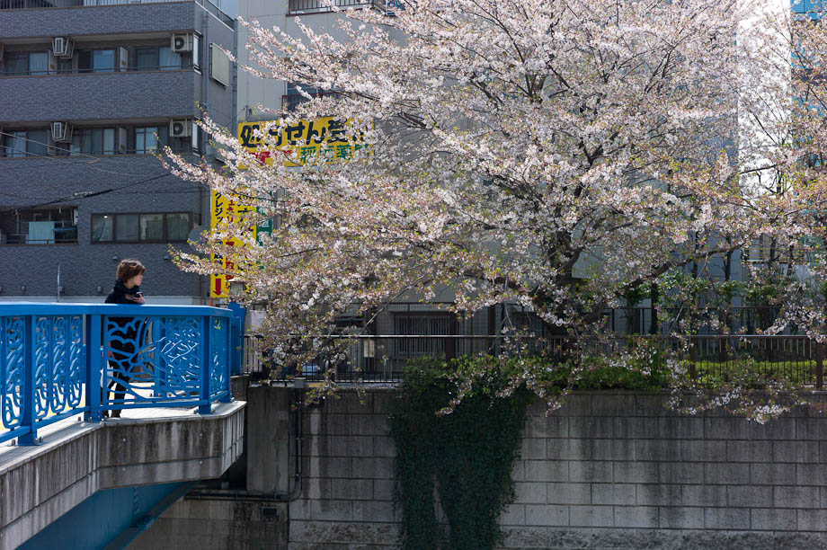 Cherry Blossoms on Meguro River in Nakameguro, Tokyo, Japan