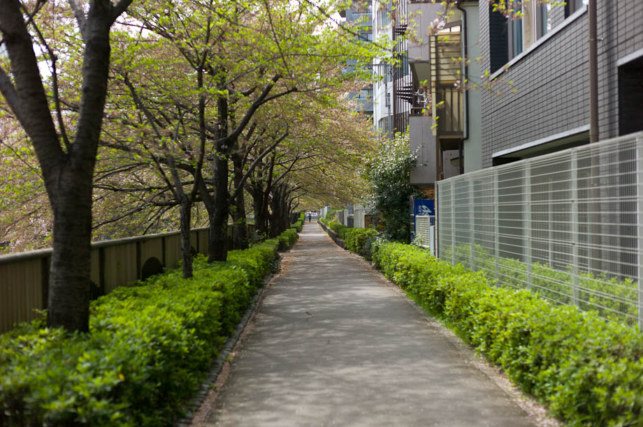 The last of the Cherry Blossoms on Meguro River in Nakameguro, Tokyo, Japan