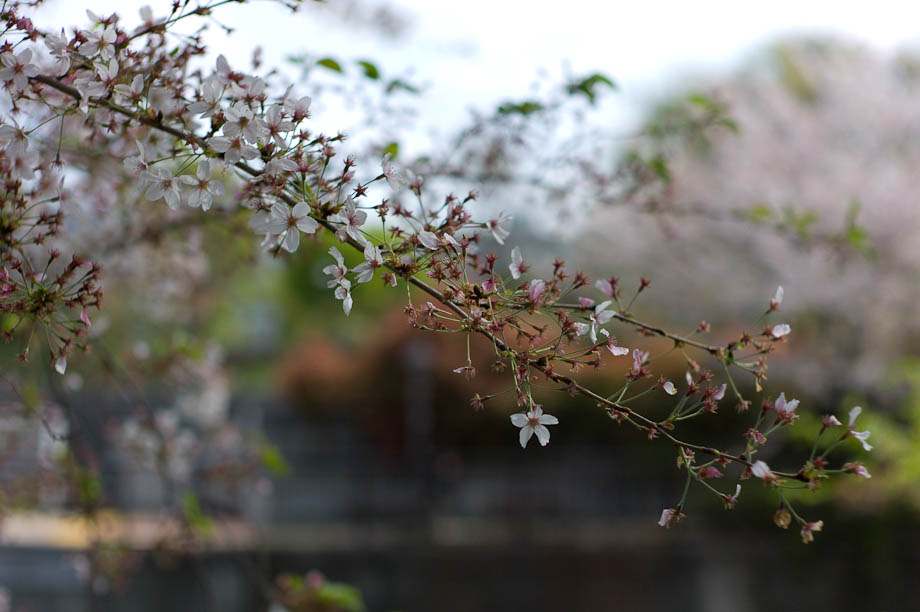 The last of the Cherry Blossoms on Meguro River in Nakameguro, Tokyo, Japan