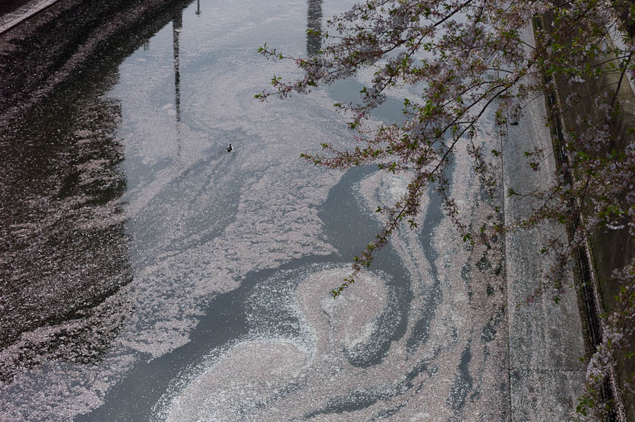 The last of the Cherry Blossoms on Meguro River in Nakameguro, Tokyo, Japan