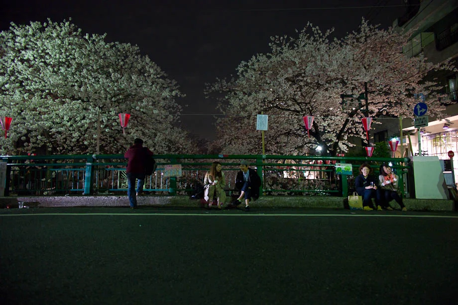 Cherry Blossoms in Tokyo, Japan