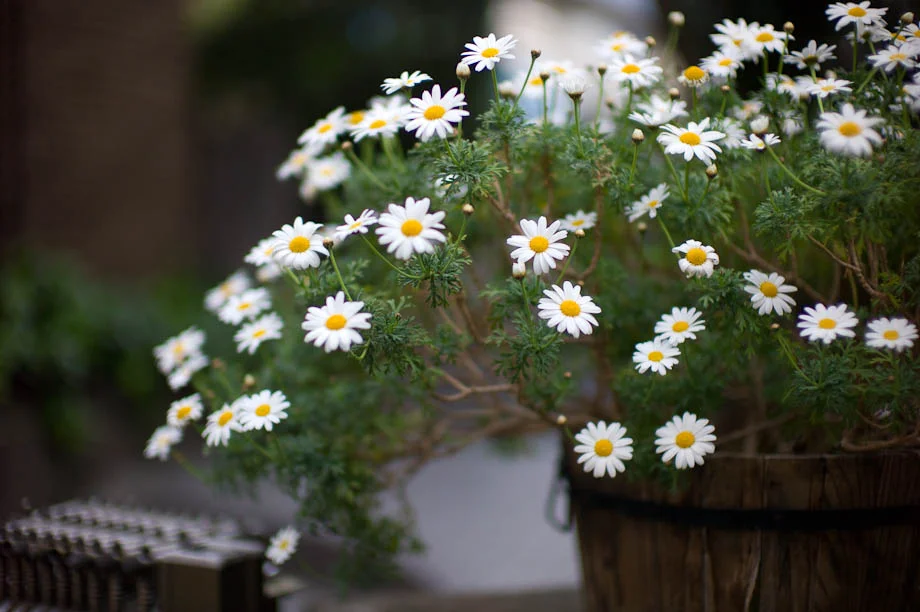 Flowers