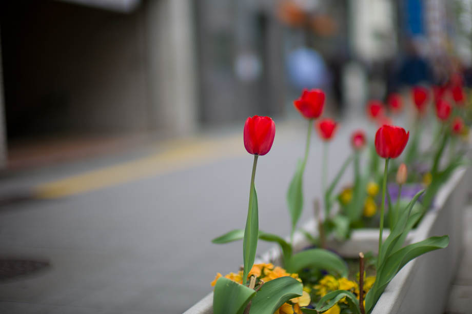 Flower in Shinjuku, Tokyo, Japan