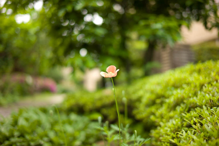 Playing with depth of field in my yard