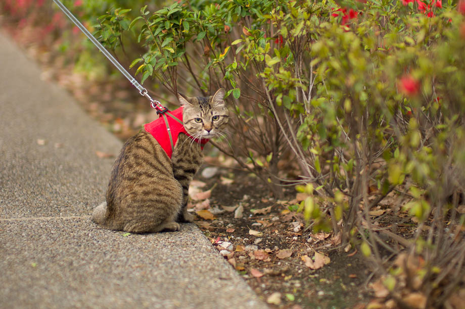 Cat on a leash