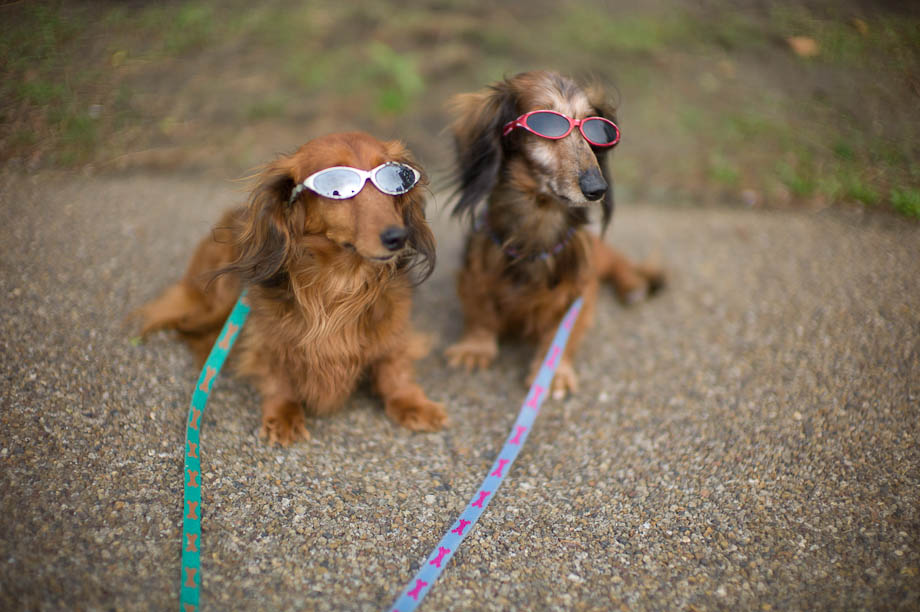 Dogs with sunglasses on.