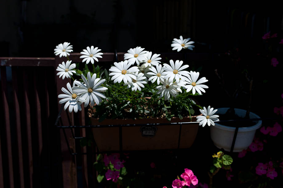 Flowers in Nakameguro, Tokyo, Japan