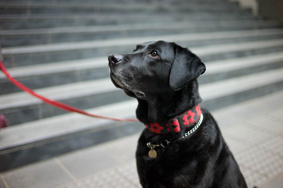Black Lab in Nakameguro