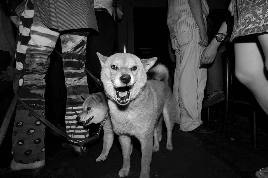 Dog in a bar in Tokyo