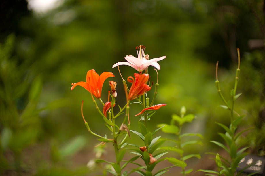 Flower in Tokyo