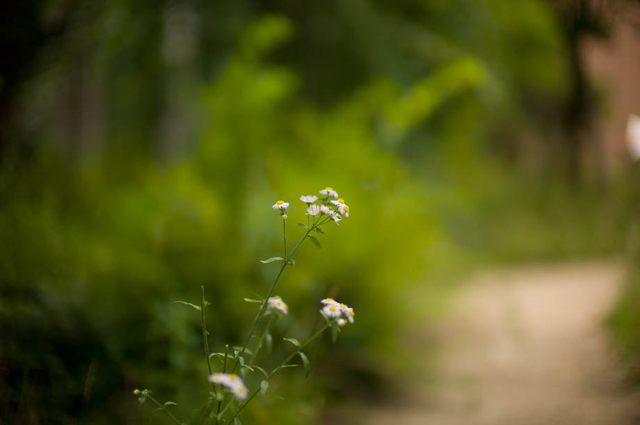 More flowers