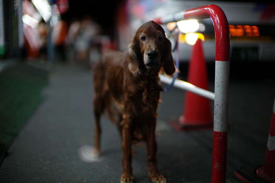 Dog in Shinjuku