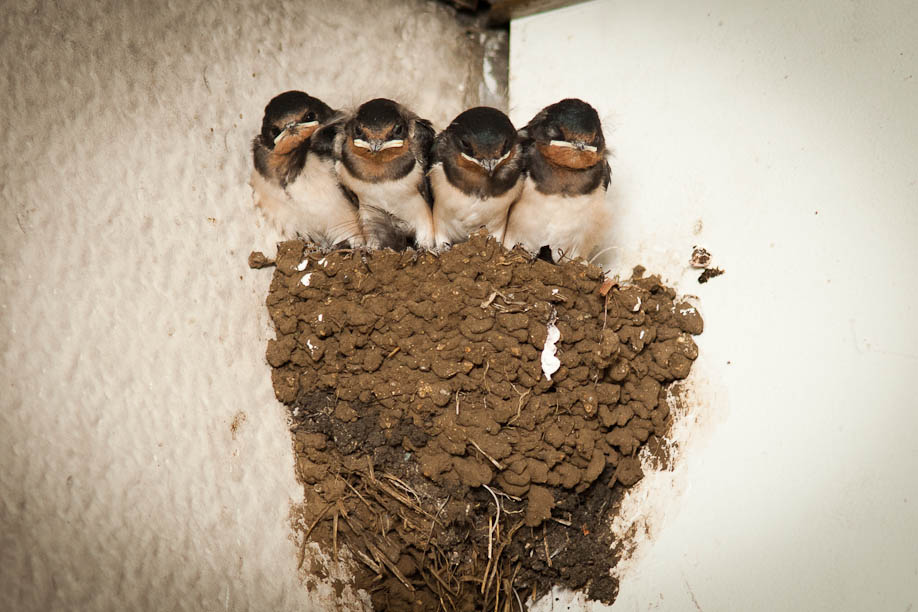 Baby Birds in a nest at Jiyugaoka Station
