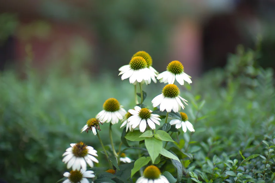 Flowers on Newbury Street in Boston